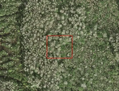 0 Holopaw Groves Road St. Cloud FL 34772