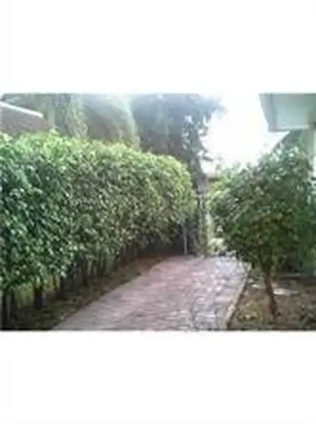 6215 SW 37th Court Davie FL 33314