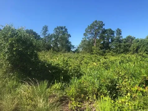 153 Disney Boulevard Avon Park FL 33825
