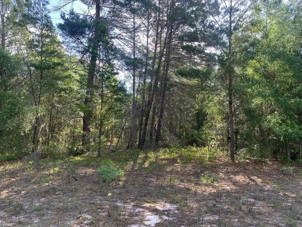 0 Evans Avenue Interlachen FL 32148