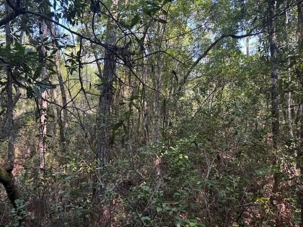 224 SE 8th Avenue Palatka FL 32177