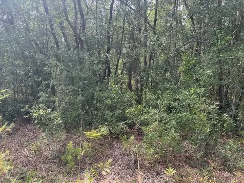 0 Gray Street Interlachen FL 32148