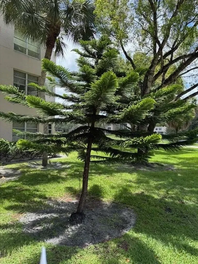 1811 Sabal Palm Davie FL 33324