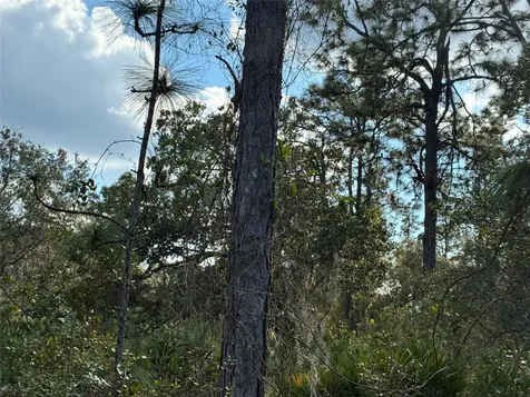 Lot 21 & 22 Plumosa Drive Indian Lake Estates FL