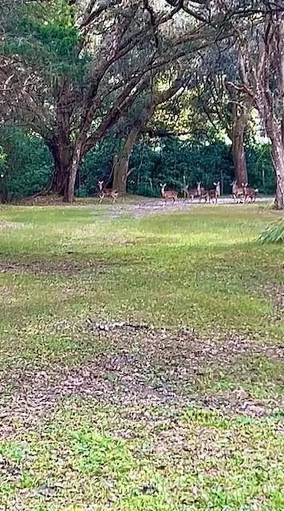 26250 Blackjack Street Brooksville FL 34601