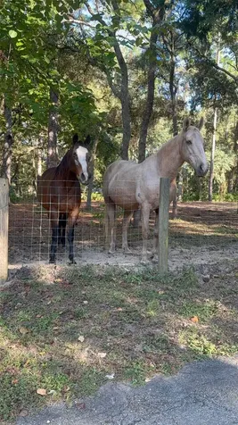 3050 E Possum Court Inverness FL 34452