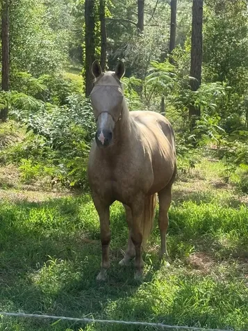 3050 E Possum Court Inverness FL 34452
