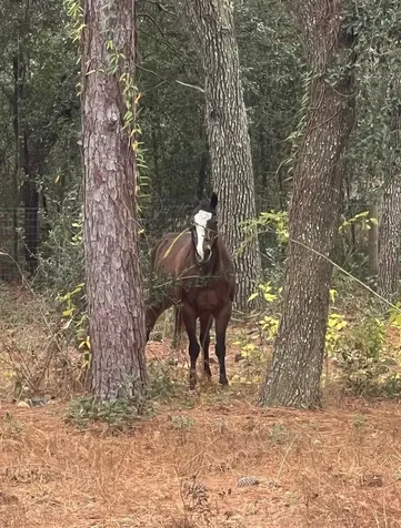 3050 E Possum Court Inverness FL 34452