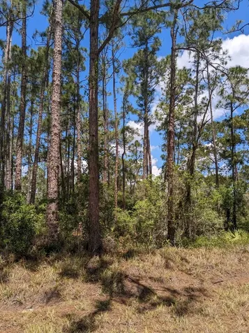 430 Apple Blossom Avenue Lake Placid FL 33852