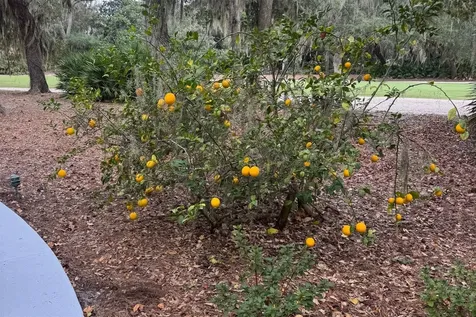 21 Painted Bunting Fernandina Beach FL 32034