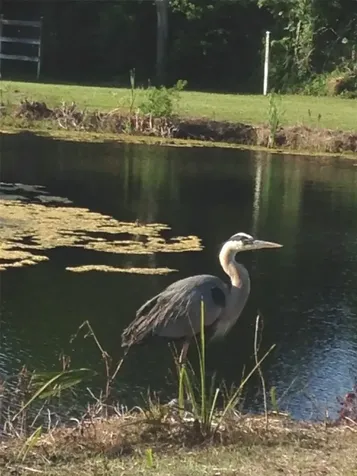 95 W Lawrence Lane Fernandina Beach FL 32034