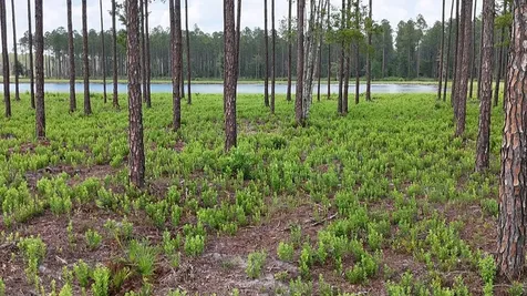 6064 Us Highway 301 Bryceville FL 32009