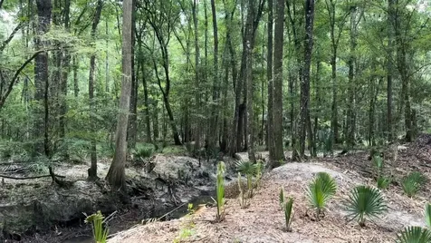 Lot 1 Us Highway 301 Bryceville FL 32097
