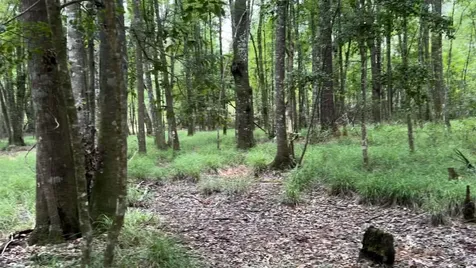 Lot 1 Us Highway 301 Bryceville FL 32097