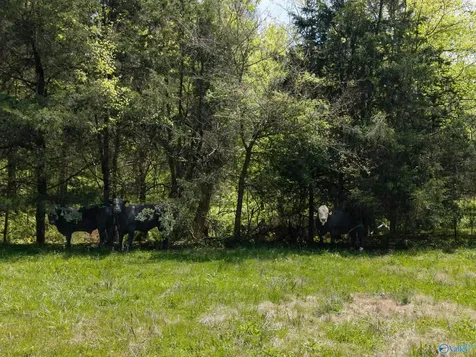 305 Ingram Road Pulaski TN 38478