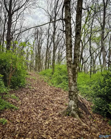 18739A County Road 89 Mentone AL 35984