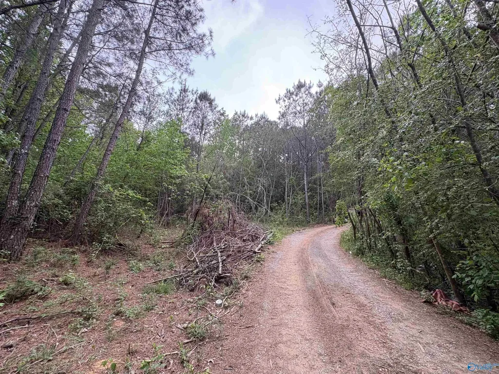 Lot 1 Wilhite Road Falkville AL 35622