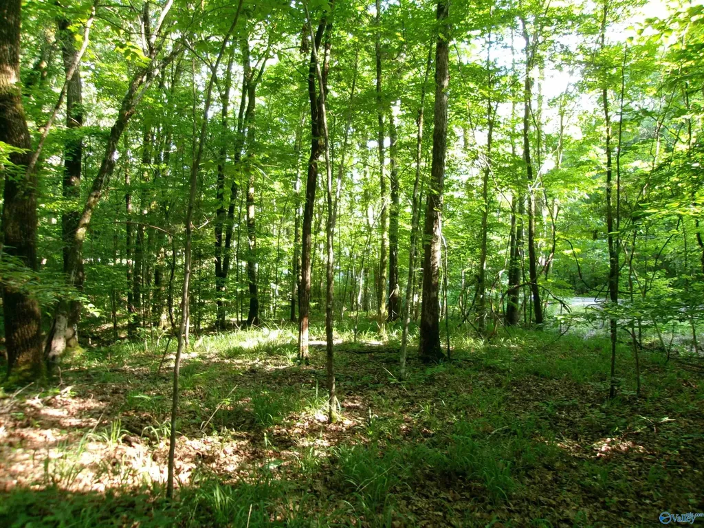 13.36 Acres County Road 531 Scottsboro AL 35768