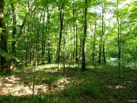 13.36 Acres County Road 531 Scottsboro AL 35768