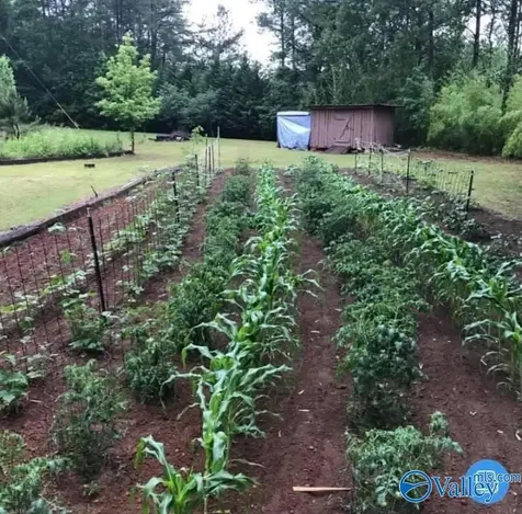 136 Higdon Road Falkville AL 35622