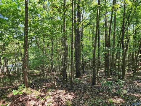 1770 County Road 103 Mentone AL 35984