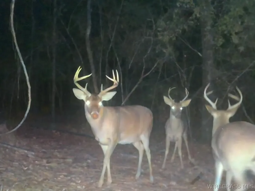 610 County Road 206 Troy AL 36079