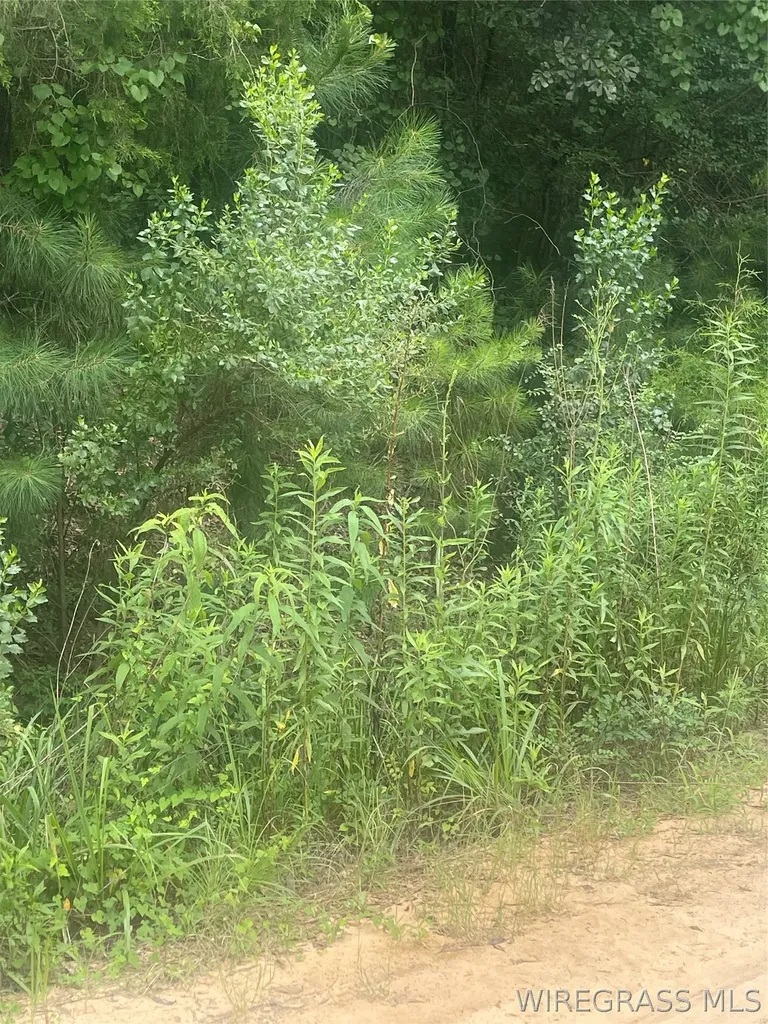 0 E Forest Road Daleville AL 36322