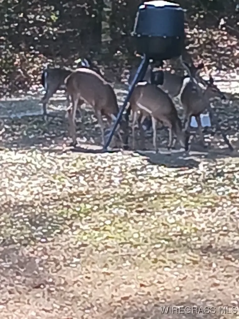 14622 Highway 51 Ariton AL 36311