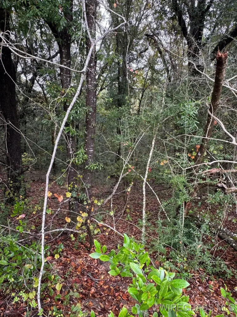 429 E Skyline Avenue Geneva AL 36340