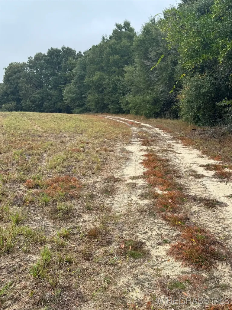 429 E Skyline Avenue Geneva AL 36340