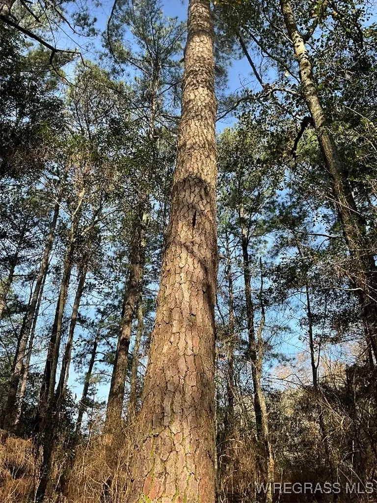 675 Lessie Culpepper Road Coffee Springs AL 36318