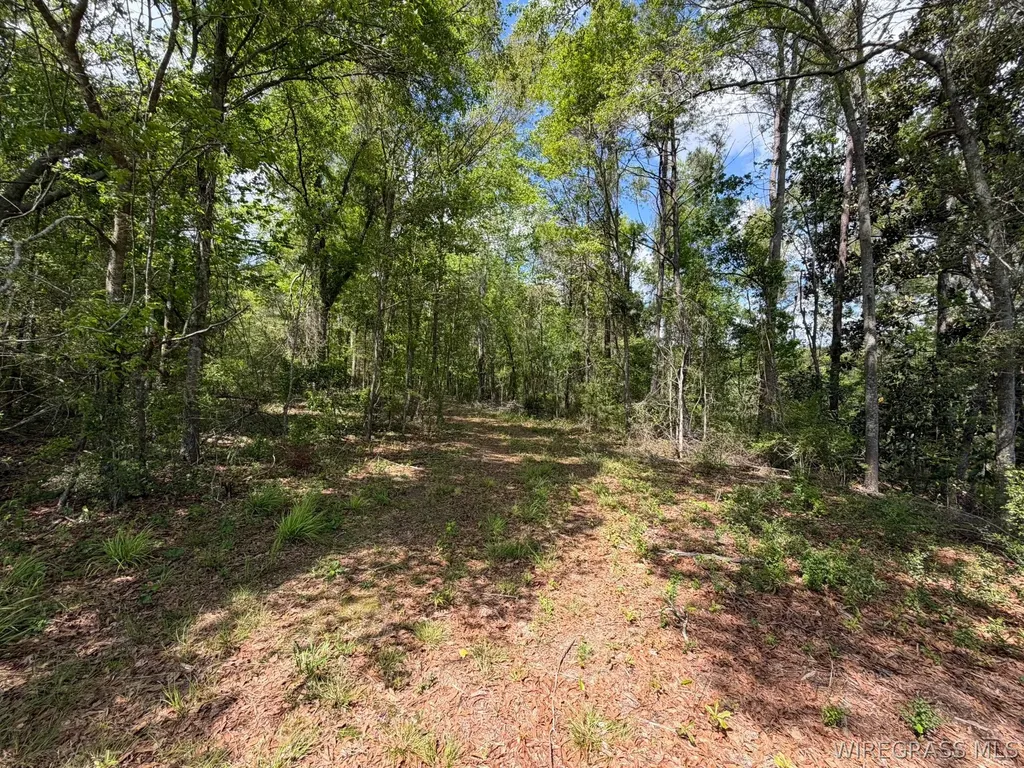 0 Highway 125 Brundidge AL 36010