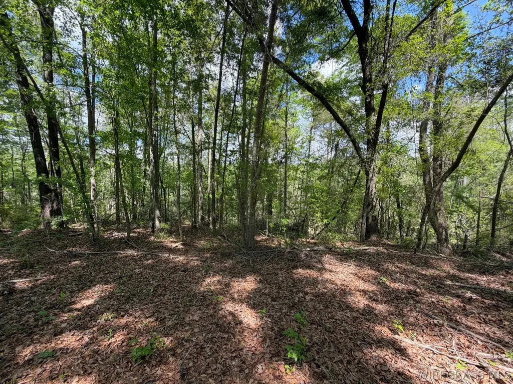 0 Highway 125 Brundidge AL 36010
