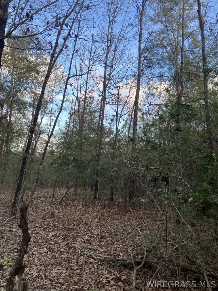 0 Odom Road Dozier AL 36028