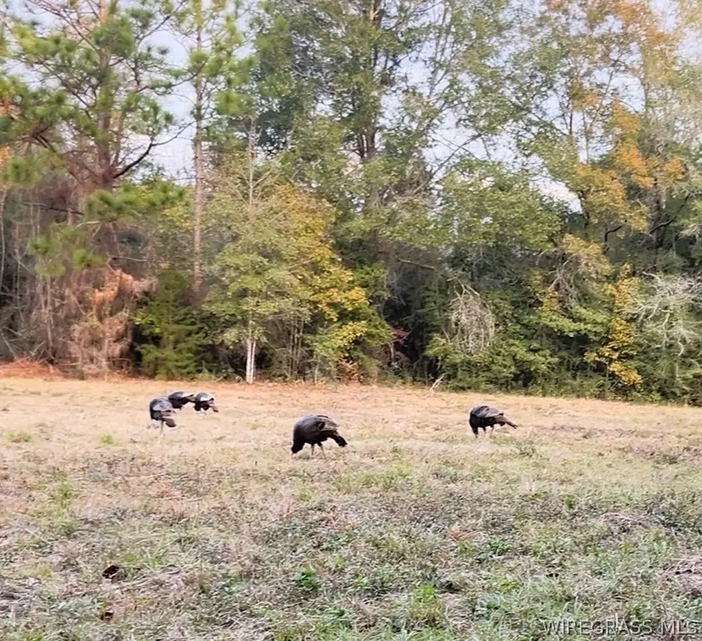 0 County Road 534 New Brockton AL 36351