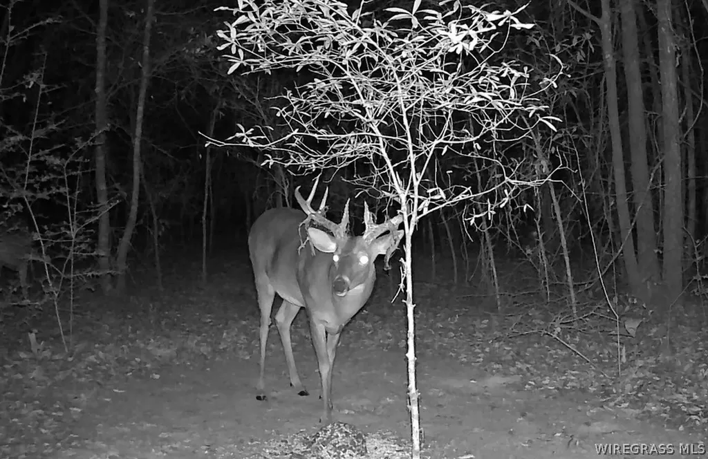 0 County Road 534 New Brockton AL 36351