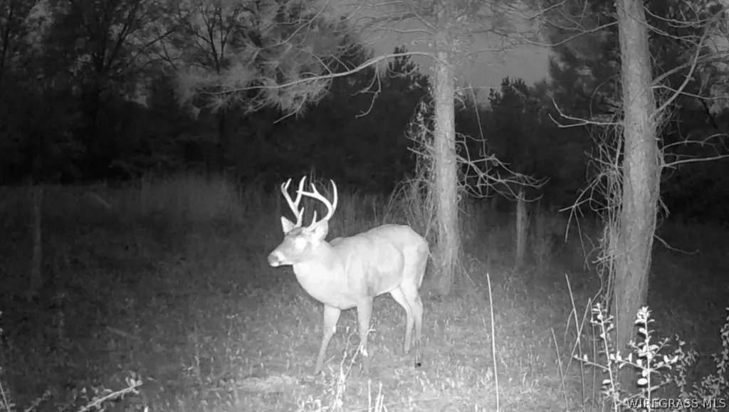 0 County Road 534 New Brockton AL 36351