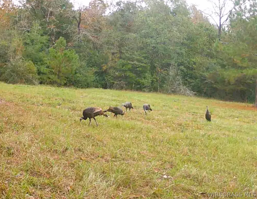 0 County Road 534 New Brockton AL 36351