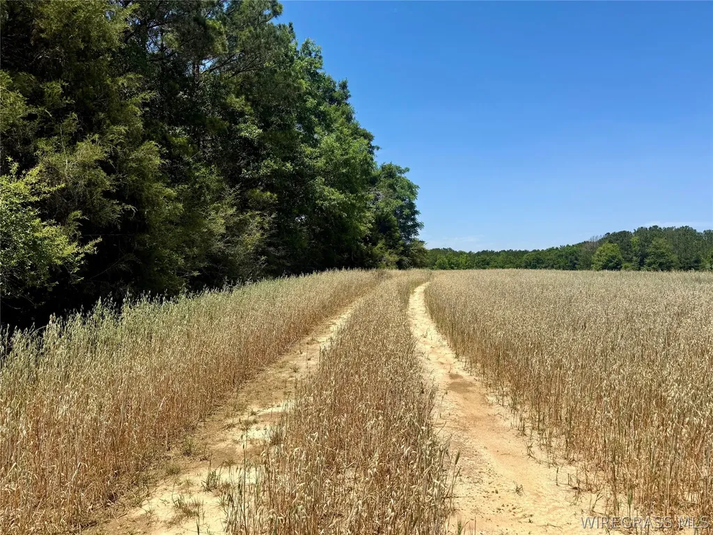 32 County Road 734 Chancellor AL 36316
