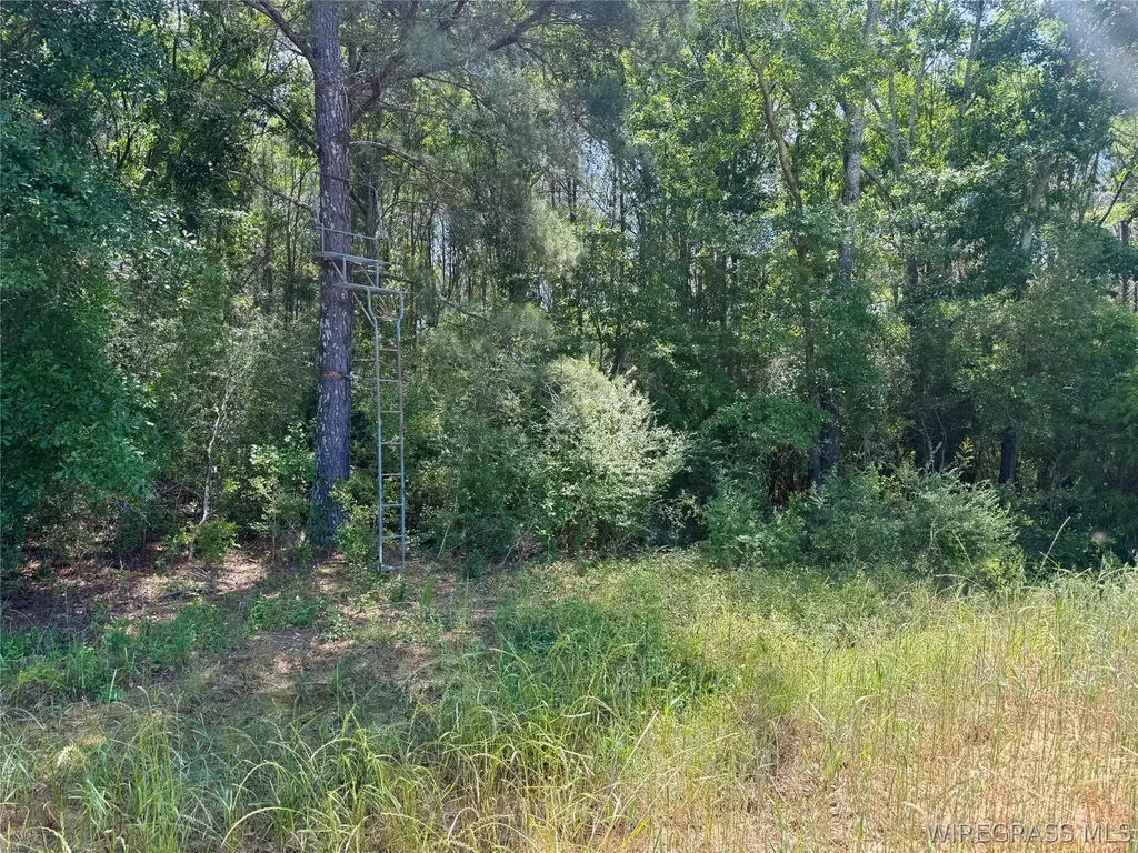 32 County Road 734 Chancellor AL 36316