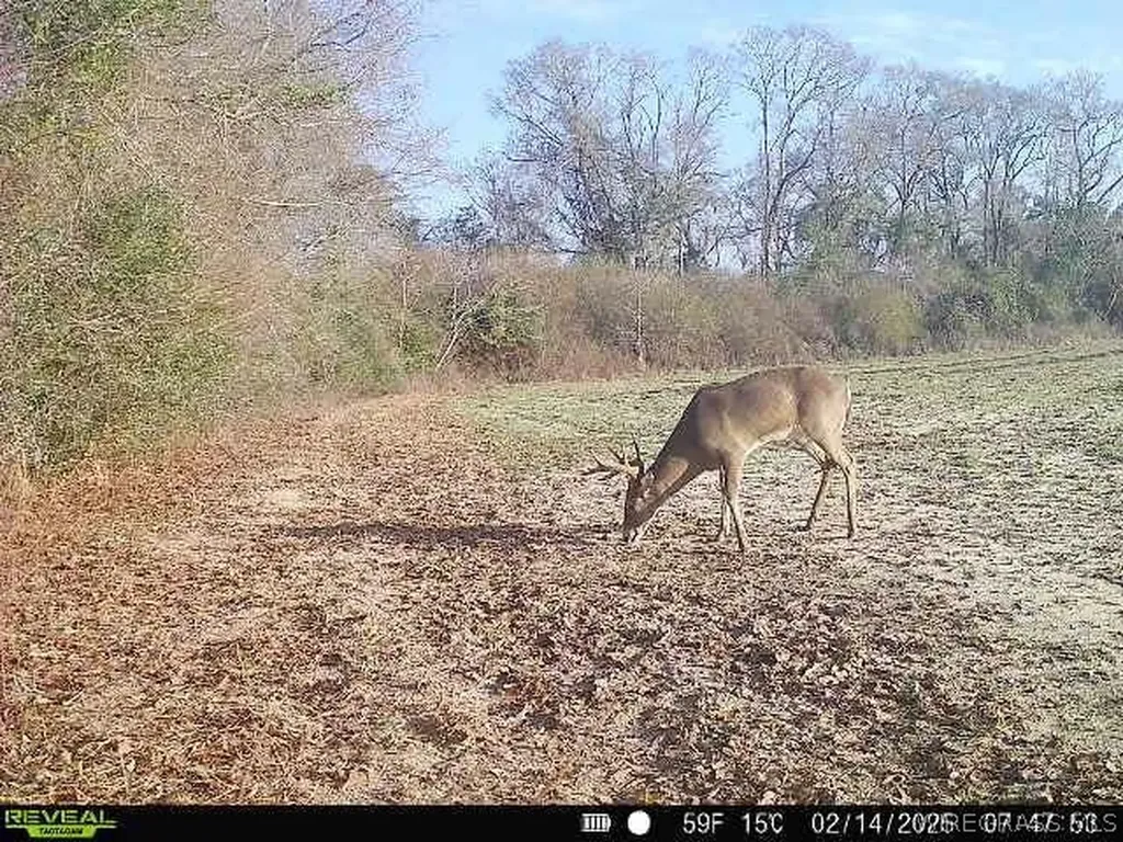 0 Chamblee Road Kinston AL 36453