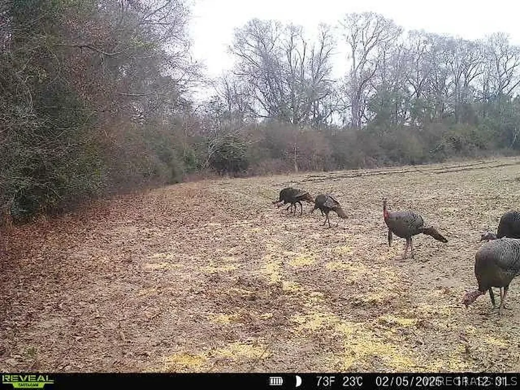 0 Chamblee Road Kinston AL 36453