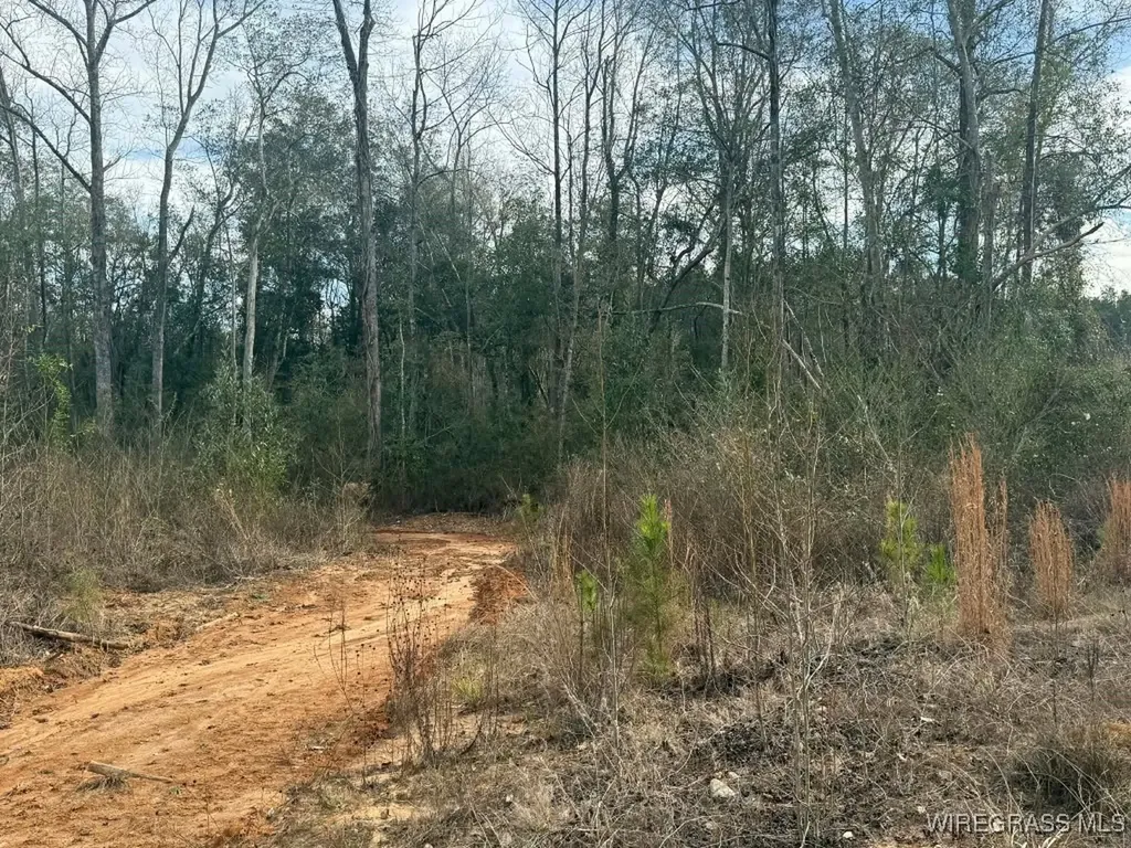 50 County Road 105 Jack AL 36346