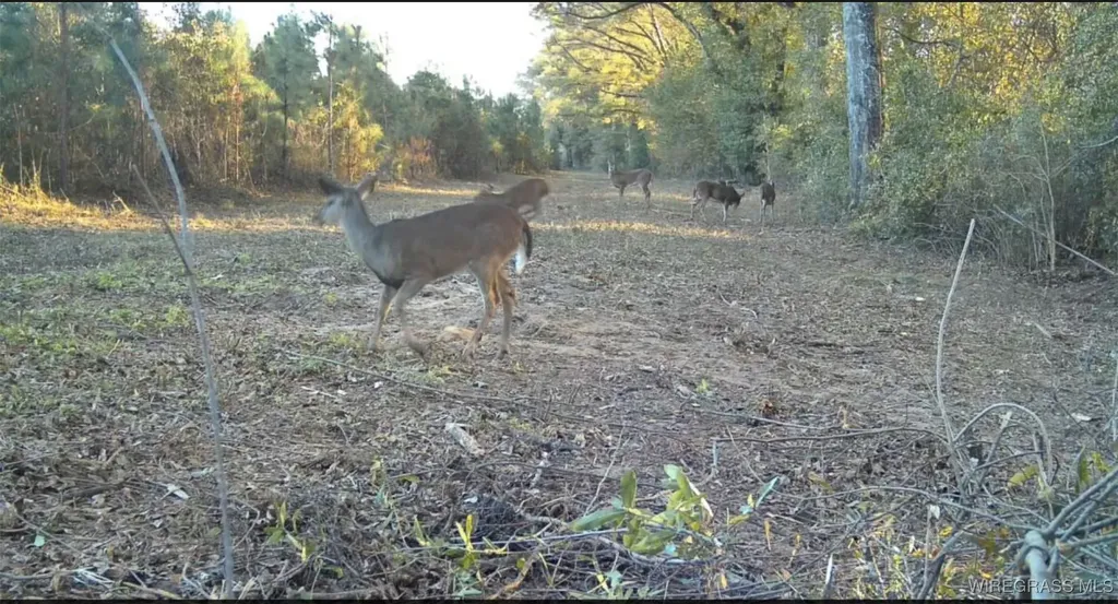 1255 County Road 712 Road Enterprise AL 36330