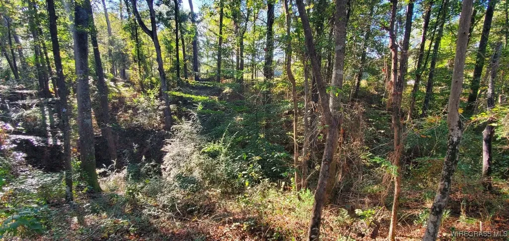 0 County Road 3319 Brundidge AL 36010