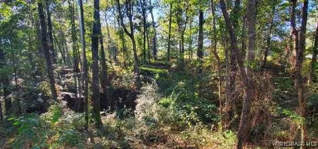 0 County Road 3319 Brundidge AL 36010