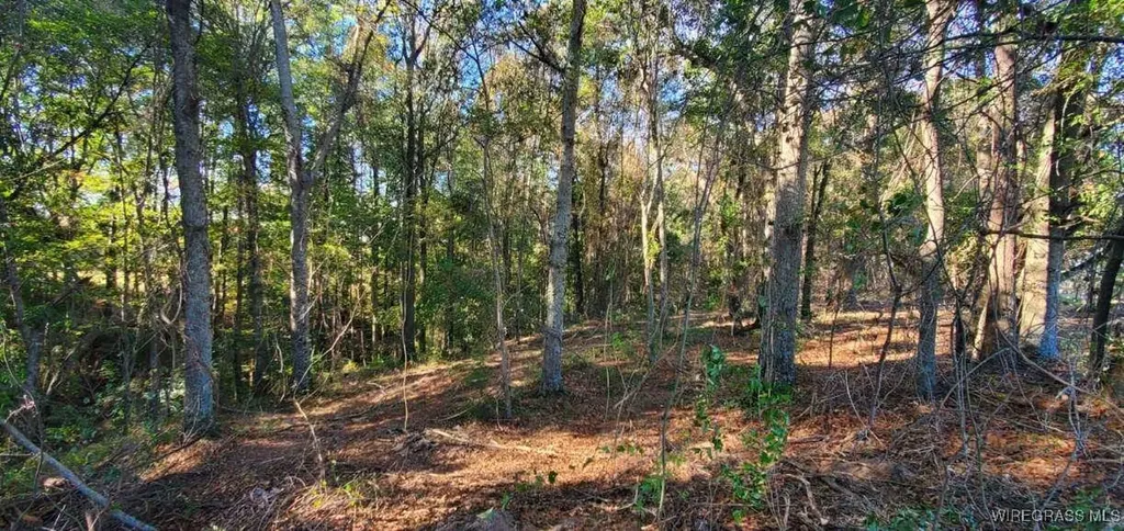 0 County Road 3319 Brundidge AL 36010