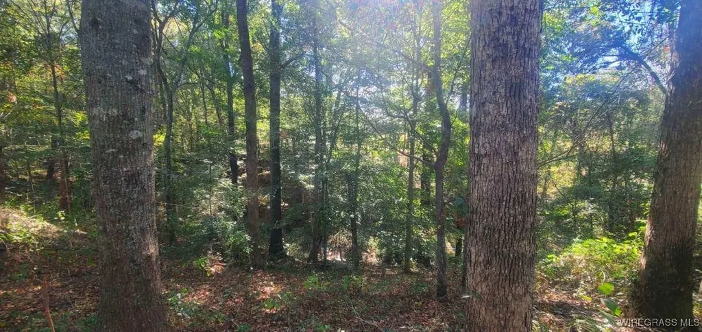 0 County Road 3319 Brundidge AL 36010