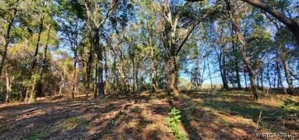 0 County Road 3319 Brundidge AL 36010