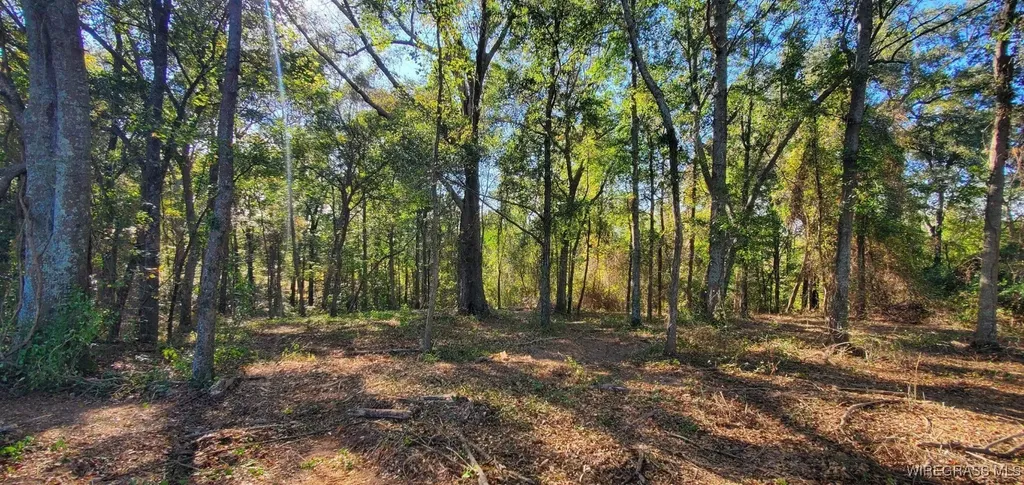 0 County Road 3319 Brundidge AL 36010